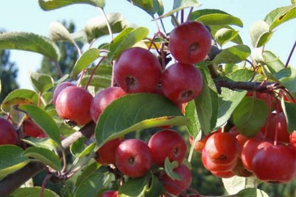 cáscara de manzana