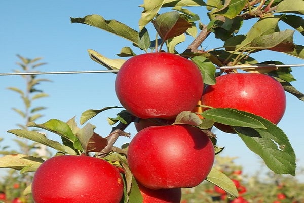 fruit mûr