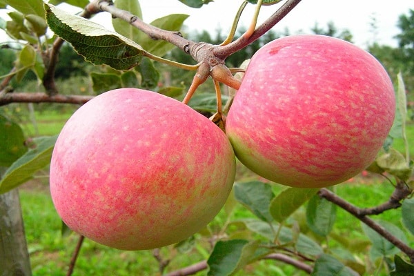 características de la variedad