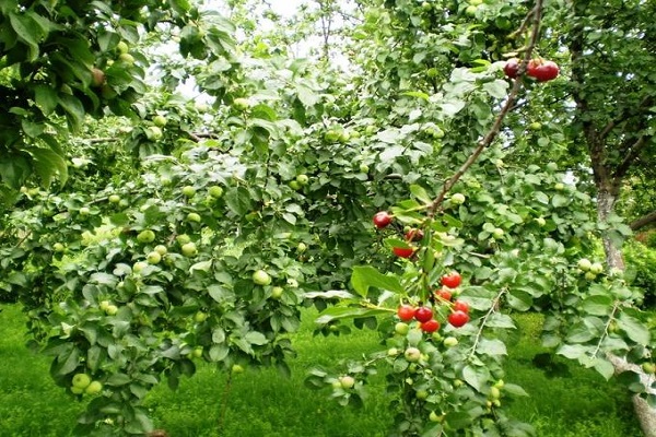 cultivar pruning