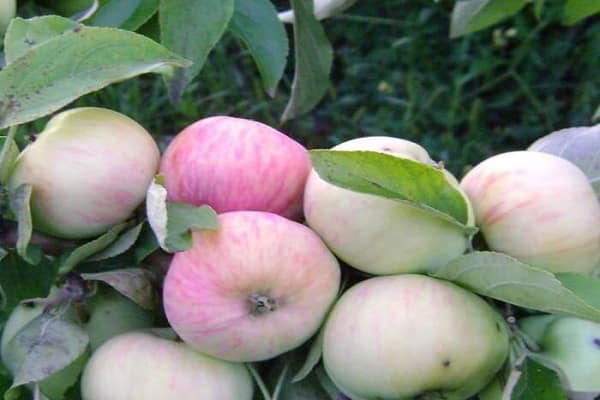 manzanas blancas