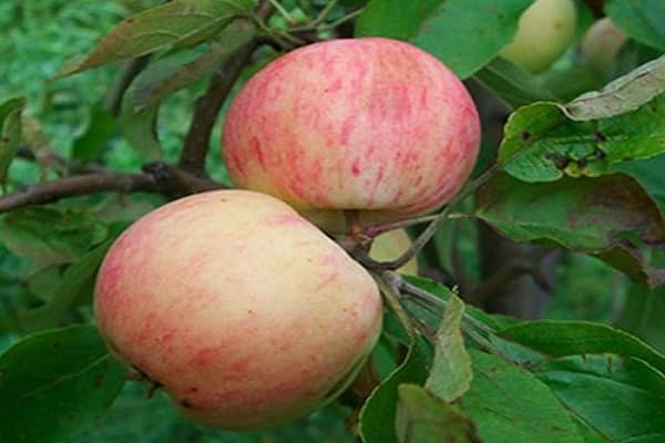 masa de manzanas