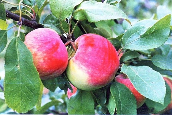 bouquet de pommes