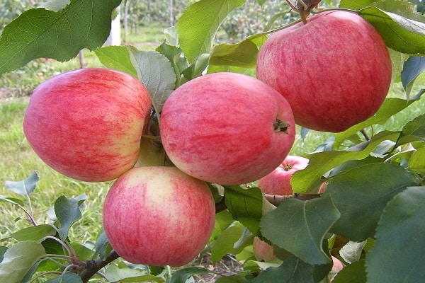 fruits with blush