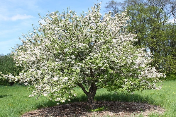 Blooming tree