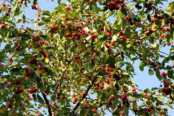 Colonnaire à petits fruits