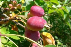 Description des variétés et variétés de pommiers chinois, règles de plantation et d'entretien, régions de culture