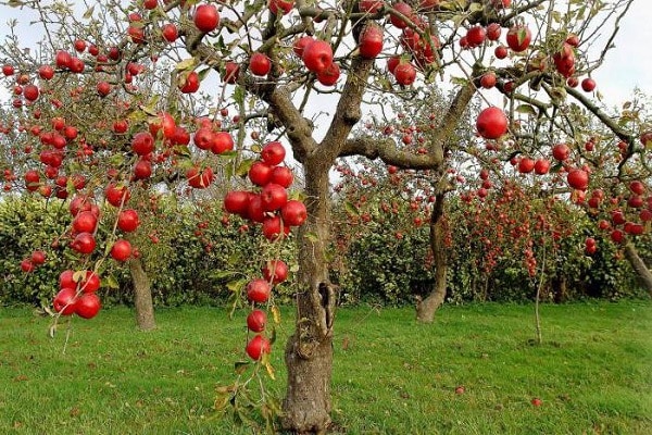 tree in autumn