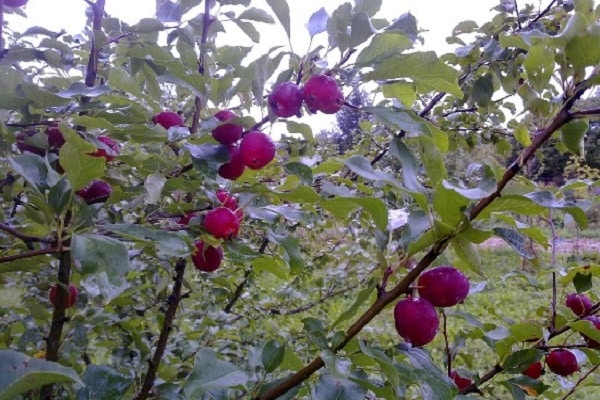 boules rouges