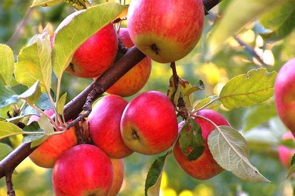 les plantes sont arrosées