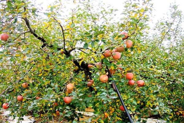 Árbol semi-arbusto