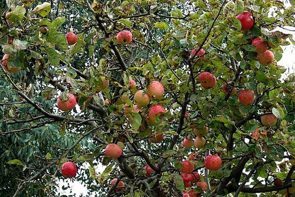 bonbons aux pommes