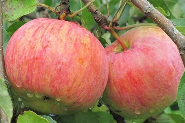 crop pruning