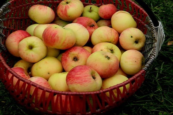 harvested fruits