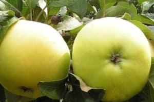 Description and characteristics of the Kastel apple variety, harvesting and storage, varieties