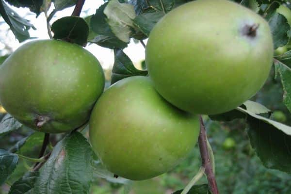 fruta de manzana