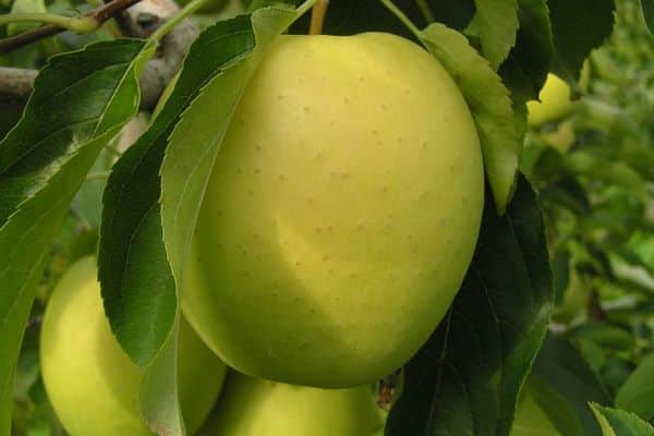 sac à main pomme