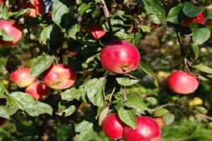 Description and characteristics, pros and cons of the Quinti apple variety and cultivation features