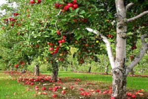 Descripción y características de los manzanos Lobo, variedades, plantación y cuidado.