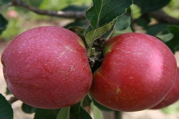 deux fruits