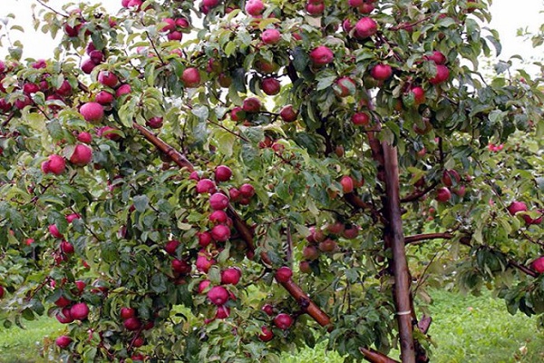 beaucoup de pommes