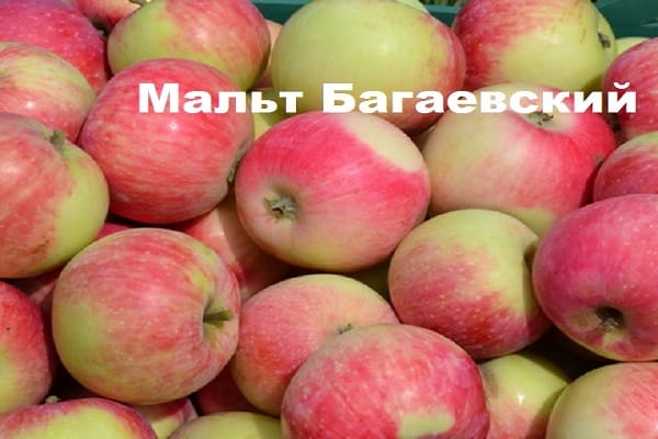 variedad de manzana