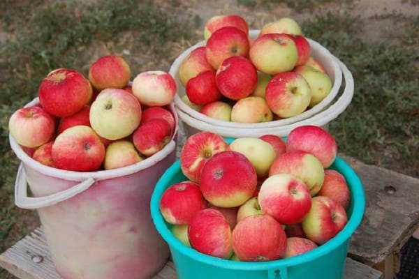 cubos de fruta