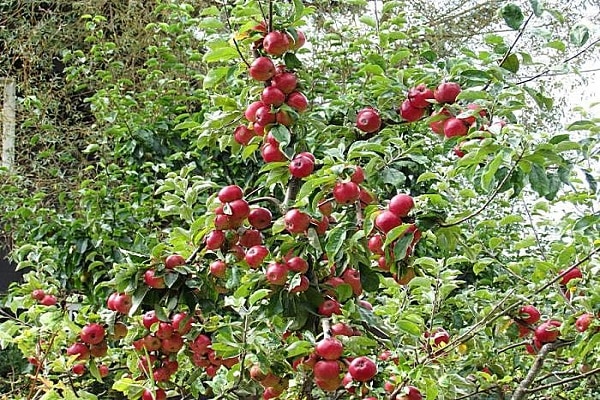 tamaño de la fruta