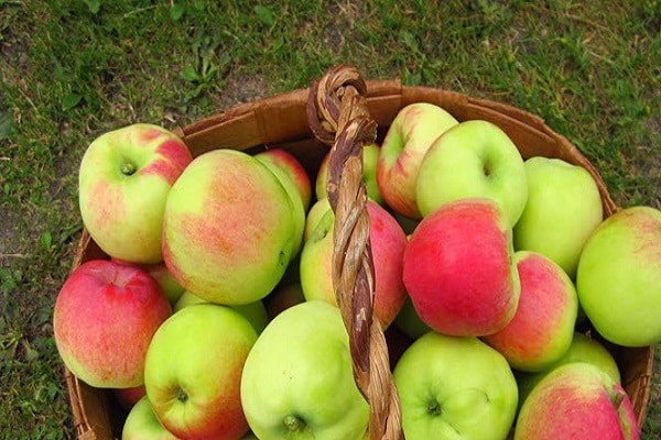 fruit basket