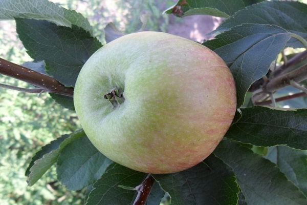 green fruit