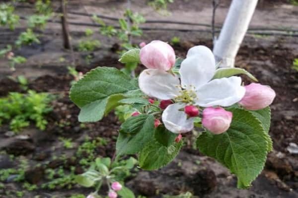 floraison sur un arbre