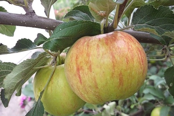 rounded fruits