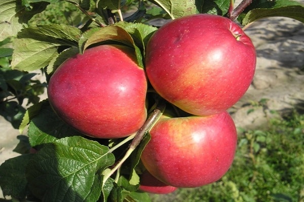 Postre de verano