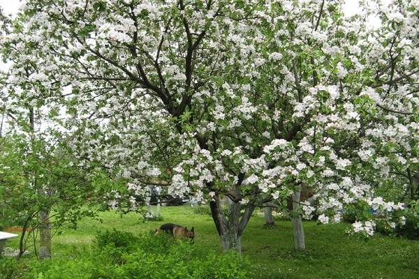 Flores blancas