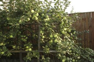 Descripción de la variedad de manzana de Moscú más tarde, características de la variedad y frutas, el momento de la floración y la maduración.