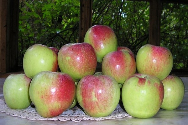 características de la variedad