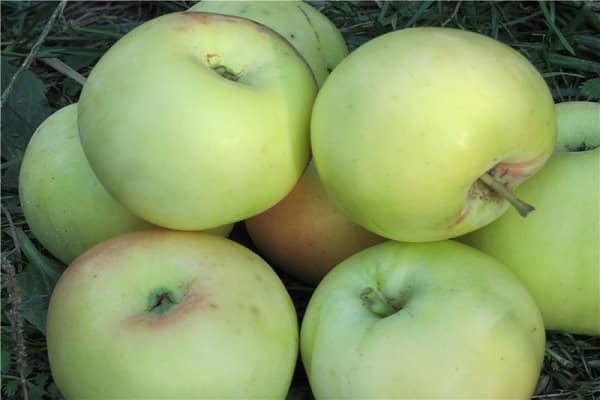 green fruits