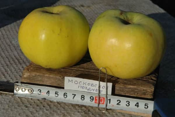 fruit podium