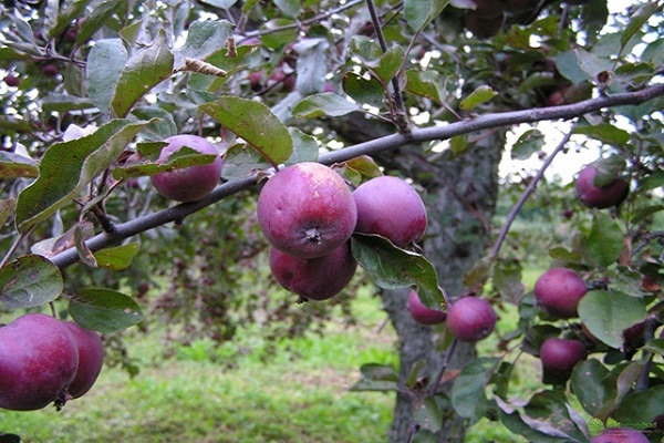 técnicas de cultivo