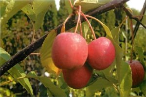 Descripción y características de la variedad decorativa de hojas rojas de manzanos Nedzvetsky, plantación y cuidado.