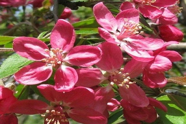 flor roja