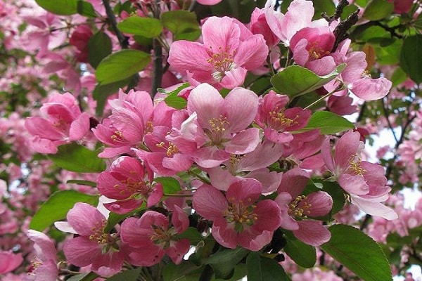 decorative apple tree