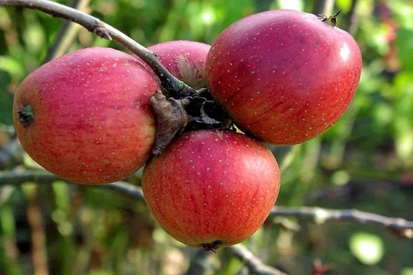 Orlik de manzana