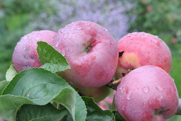 arroser le pommier