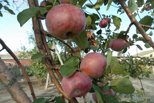 poda de manzana