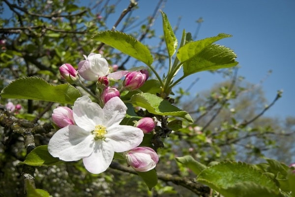 fleur épanouie