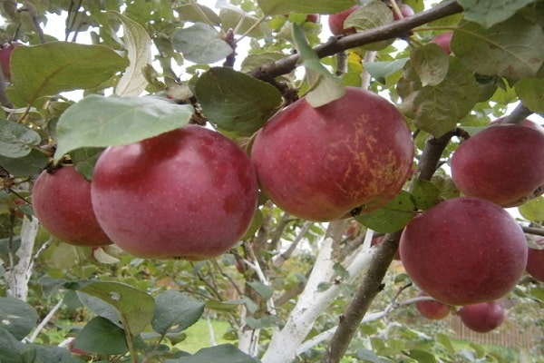 largeur de la couronne