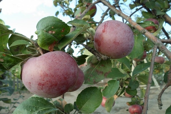 fruit sur l'arbre