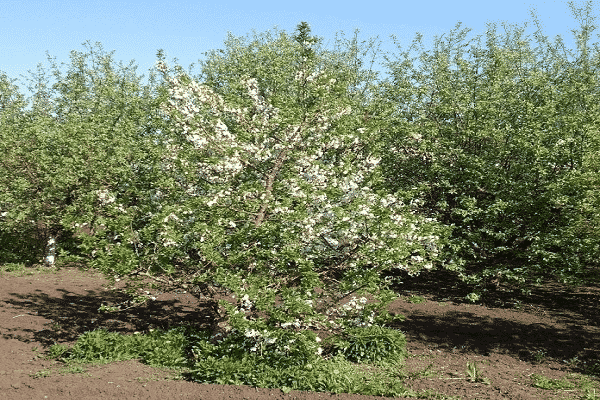 árbol floreciente