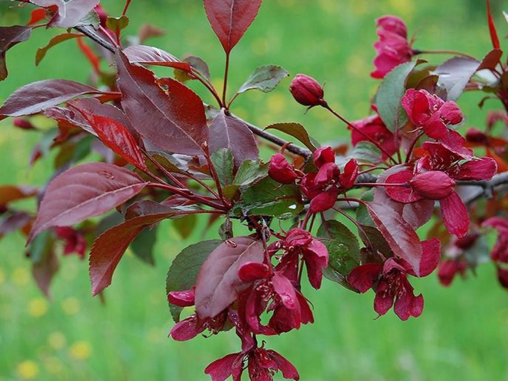 royauté de pomme